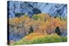 Autumn Color Array, Sierra Nevada-Vincent James-Stretched Canvas
