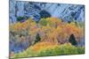 Autumn Color Array, Sierra Nevada-Vincent James-Mounted Photographic Print