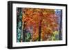 Autumn Color As Paint, New Hampshire, New England Fall-Vincent James-Framed Photographic Print