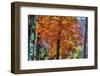 Autumn Color As Paint, New Hampshire, New England Fall-Vincent James-Framed Photographic Print