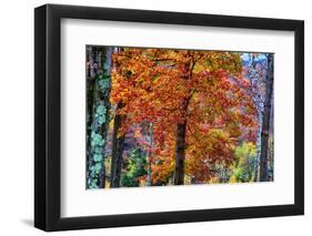 Autumn Color As Paint, New Hampshire, New England Fall-Vincent James-Framed Photographic Print