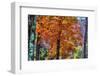 Autumn Color As Paint, New Hampshire, New England Fall-Vincent James-Framed Photographic Print