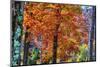 Autumn Color As Paint, New Hampshire, New England Fall-Vincent James-Mounted Photographic Print