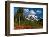 Autumn color at Paradise Meadows in Mount Rainier National Park, Washington State, USA-Chuck Haney-Framed Photographic Print