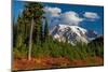 Autumn color at Paradise Meadows in Mount Rainier National Park, Washington State, USA-Chuck Haney-Mounted Photographic Print