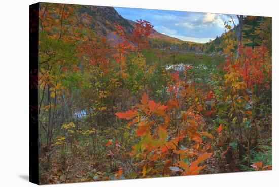 Autumn Color at The Tarn Maine Coast-Vincent James-Stretched Canvas