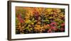 Autumn Color Burst-Michael Hudson-Framed Art Print