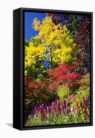 Autumn Color, Butchard Gardens, Victoria, British Columbia, Canada-Terry Eggers-Framed Stretched Canvas