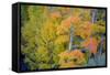 Autumn Color, Eastern Sierras, Aspens, California-Vincent James-Framed Stretched Canvas