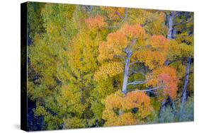 Autumn Color, Eastern Sierras, Aspens, California-Vincent James-Stretched Canvas