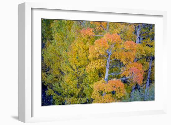 Autumn Color, Eastern Sierras, Aspens, California-Vincent James-Framed Photographic Print