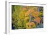 Autumn Color, Eastern Sierras, Aspens, California-Vincent James-Framed Photographic Print