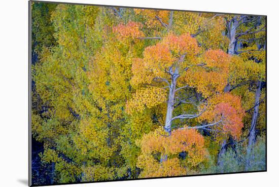 Autumn Color, Eastern Sierras, Aspens, California-Vincent James-Mounted Photographic Print