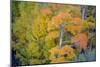 Autumn Color, Eastern Sierras, Aspens, California-Vincent James-Mounted Photographic Print