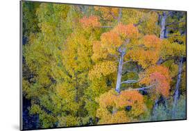 Autumn Color, Eastern Sierras, Aspens, California-Vincent James-Mounted Photographic Print