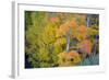 Autumn Color, Eastern Sierras, Aspens, California-Vincent James-Framed Photographic Print