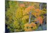 Autumn Color, Eastern Sierras, Aspens, California-Vincent James-Mounted Photographic Print