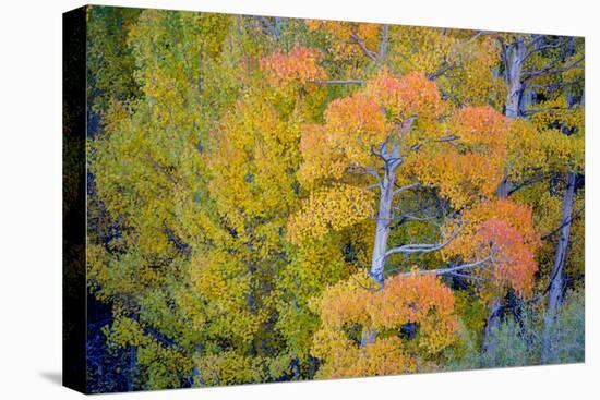 Autumn Color, Eastern Sierras, Aspens, California-Vincent James-Stretched Canvas