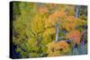 Autumn Color, Eastern Sierras, Aspens, California-Vincent James-Stretched Canvas