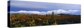 Autumn Color Foothills, Snow-Covered Alaska Range, Denali National Park, Alaska, USA-null-Stretched Canvas