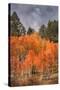 Autumn Color in Dixie National Forest Utah-Vincent James-Stretched Canvas