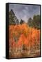 Autumn Color in Dixie National Forest Utah-Vincent James-Framed Stretched Canvas