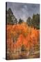Autumn Color in Dixie National Forest Utah-Vincent James-Stretched Canvas