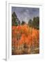 Autumn Color in Dixie National Forest Utah-Vincent James-Framed Premium Photographic Print