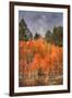 Autumn Color in Dixie National Forest Utah-Vincent James-Framed Premium Photographic Print