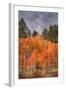 Autumn Color in Dixie National Forest Utah-Vincent James-Framed Photographic Print