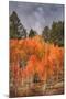 Autumn Color in Dixie National Forest Utah-Vincent James-Mounted Photographic Print