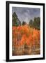Autumn Color in Dixie National Forest Utah-Vincent James-Framed Photographic Print
