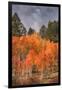 Autumn Color in Dixie National Forest Utah-Vincent James-Framed Photographic Print