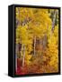 Autumn Color in the Flathead Valley, Montana, USA-Chuck Haney-Framed Stretched Canvas