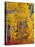 Autumn Color in the Flathead Valley, Montana, USA-Chuck Haney-Stretched Canvas