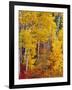 Autumn Color in the Flathead Valley, Montana, USA-Chuck Haney-Framed Premium Photographic Print