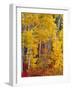 Autumn Color in the Flathead Valley, Montana, USA-Chuck Haney-Framed Photographic Print