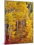 Autumn Color in the Flathead Valley, Montana, USA-Chuck Haney-Mounted Photographic Print