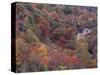 Autumn color in the Great Smoky Mountains National Park, Tennessee, USA-William Sutton-Stretched Canvas