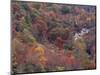 Autumn color in the Great Smoky Mountains National Park, Tennessee, USA-William Sutton-Mounted Photographic Print