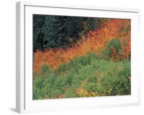 Autumn Color in the Mt. Rainier National Park, Washington, USA-William Sutton-Framed Photographic Print