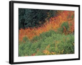 Autumn Color in the Mt. Rainier National Park, Washington, USA-William Sutton-Framed Photographic Print