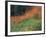 Autumn Color in the Mt. Rainier National Park, Washington, USA-William Sutton-Framed Photographic Print