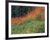 Autumn Color in the Mt. Rainier National Park, Washington, USA-William Sutton-Framed Photographic Print