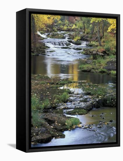 Autumn Color on Stream, Trout Lake, Washington, USA-William Sutton-Framed Stretched Canvas