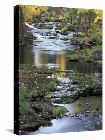 Autumn Color on Stream, Trout Lake, Washington, USA-William Sutton-Stretched Canvas