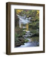 Autumn Color on Stream, Trout Lake, Washington, USA-William Sutton-Framed Photographic Print