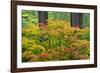 Autumn Color, Portland Japanese Garden, Portland, Oregon, USA-Michel Hersen-Framed Photographic Print