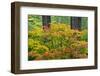 Autumn Color, Portland Japanese Garden, Portland, Oregon, USA-Michel Hersen-Framed Photographic Print