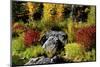Autumn color, Tumwater Canyon, Wenatchee National Forest, Washington State, USA-Michel Hersen-Mounted Photographic Print